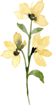 花3@160x